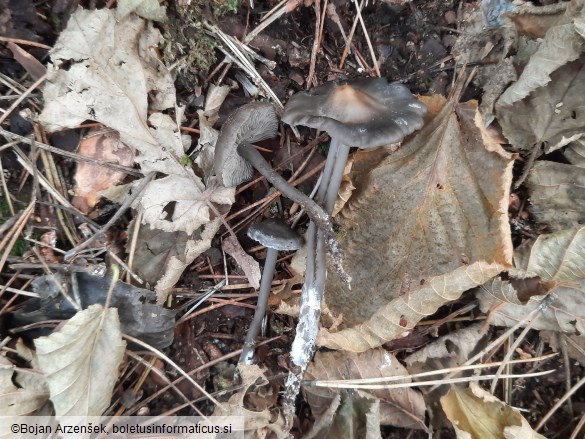 Tephrocybe rancida