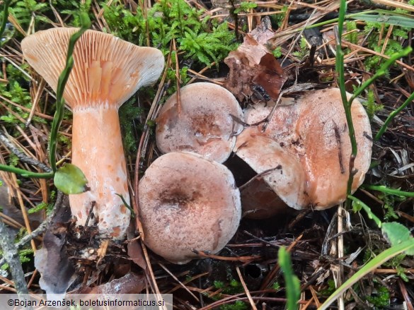 Lactarius deliciosus