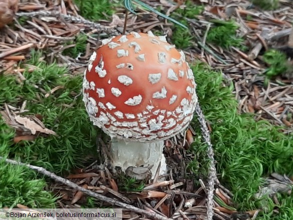 Amanita muscaria