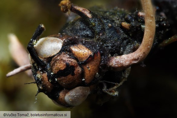 Polycephalomyces ditmarii