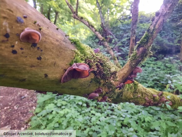 Auricularia auricula-judae