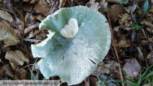 Russula virescens