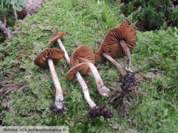 Cortinarius fulvescens