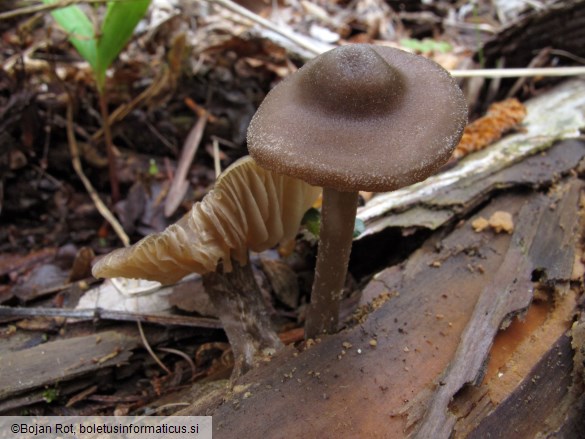 Entoloma hirtipes