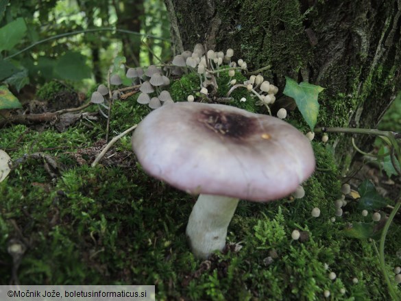 Russula atropurpurea