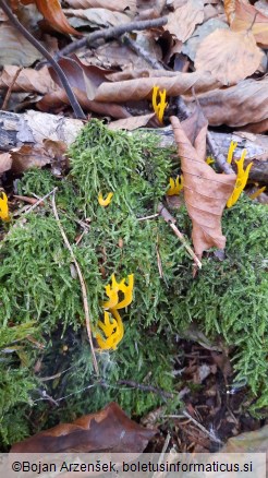 Calocera viscosa