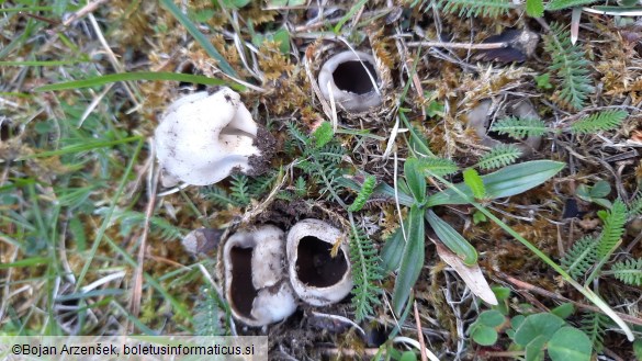 Helvella leucomelaena