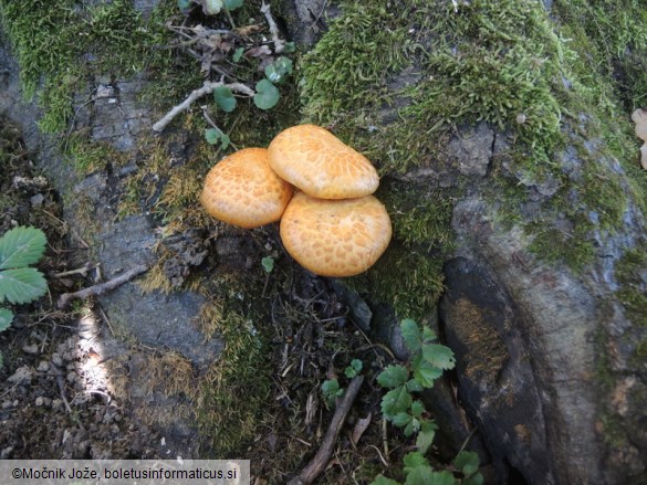 Gymnopilus suberis