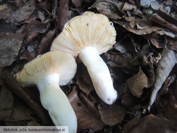 Russula maculata