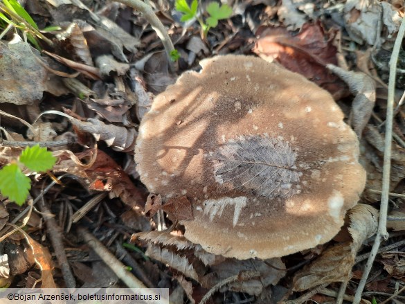 Polyporus ciliatus