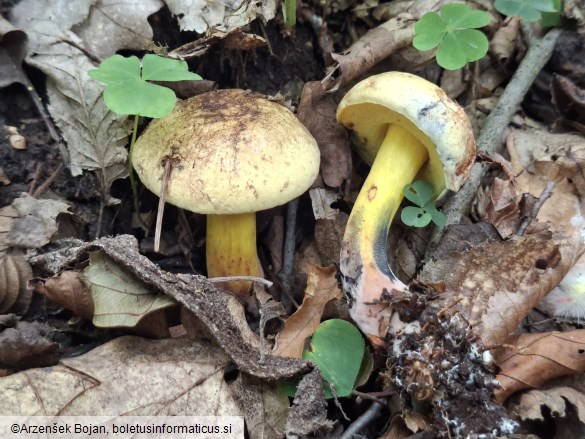 Cyanoboletus pulverulentus