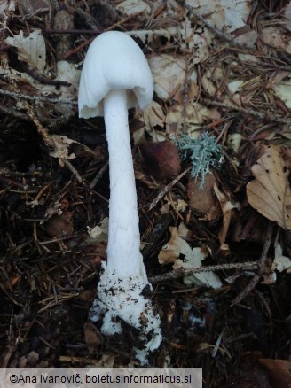 Amanita virosa