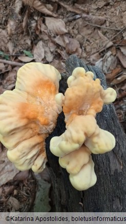 Laetiporus sulphureus