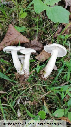 Clitocybe phyllophila