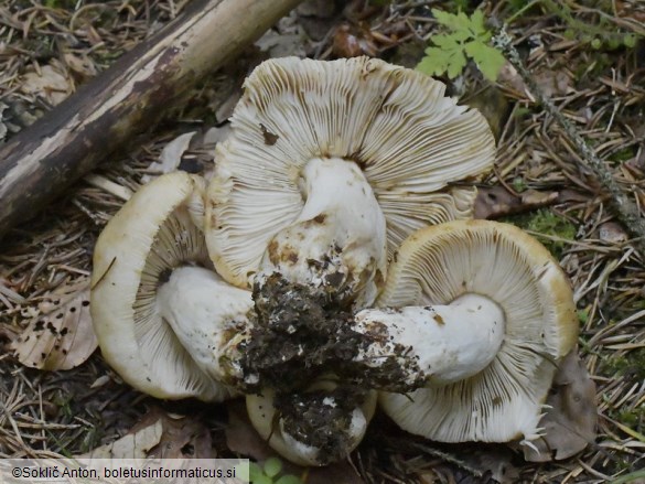 Russula subfoetens