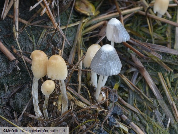 Coprinellus bisporus