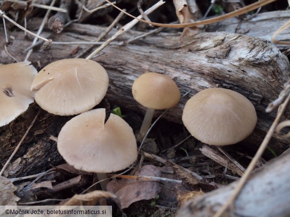 Psathyrella spadiceogrisea