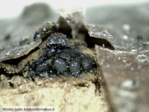 Hercospora tiliae