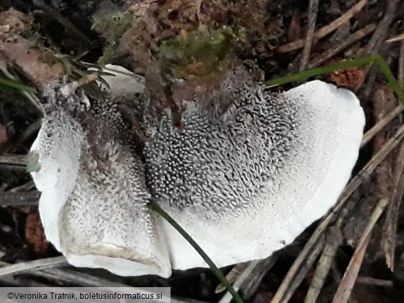 Phellodon connatus