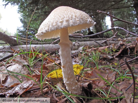 Lepiota clypeolaria