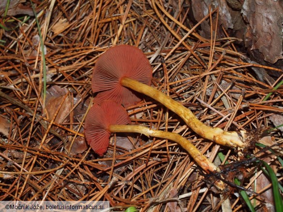 Cortinarius semisanguineus