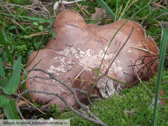 Fomitopsis betulina