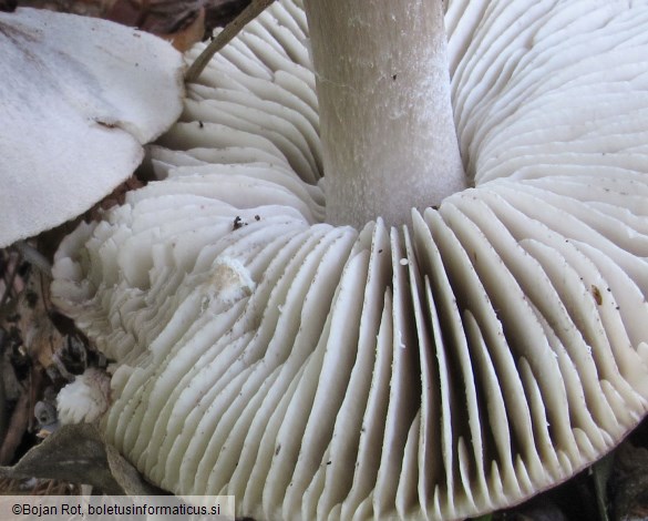 Tricholoma sciodes