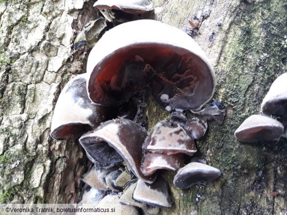 Auricularia auricula-judae