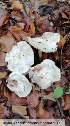 Tricholoma columbetta