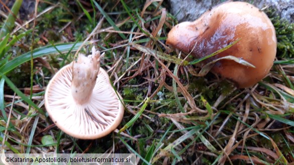 Hygrophorus discoideus