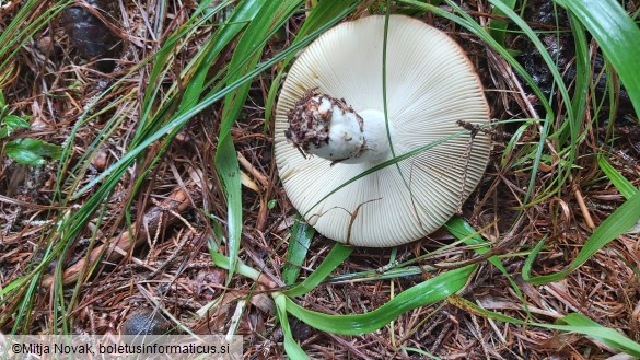 Russula decolorans