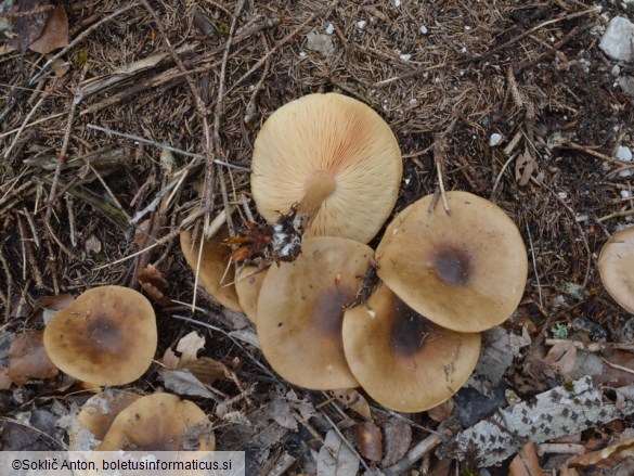 Melanoleuca cognata