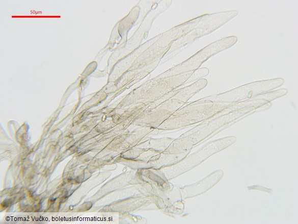 Lepiota griseovirens