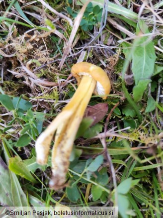 Hygrocybe citrinovirens