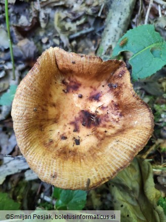 Russula subfoetens