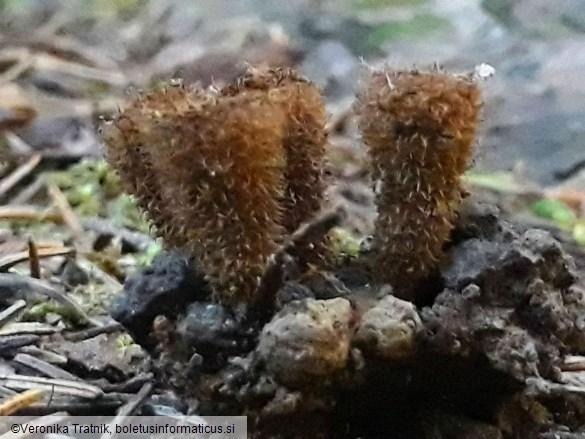 Cyathus striatus