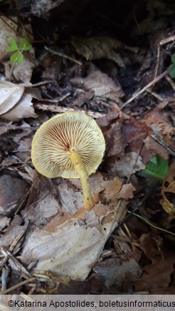 Pholiota tuberculosa