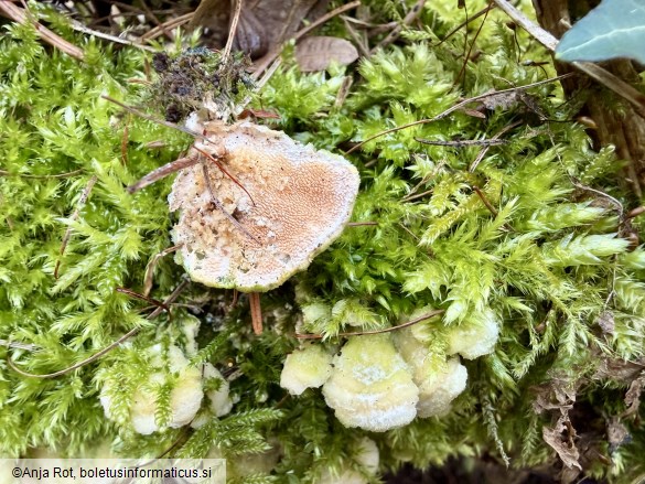 Steccherinum bourdotii