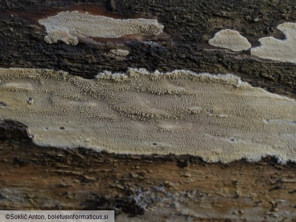 Dacryobolus sudans