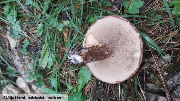 Suillus viscidus