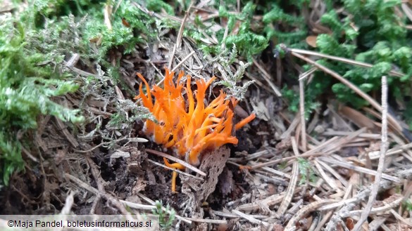 Calocera viscosa