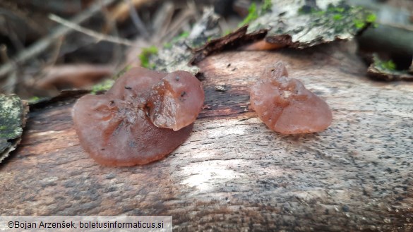 Auricularia auricula-judae