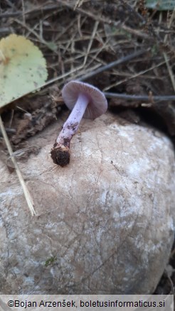 Inocybe geophylla var. lilacina