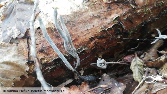 Xylaria longipes