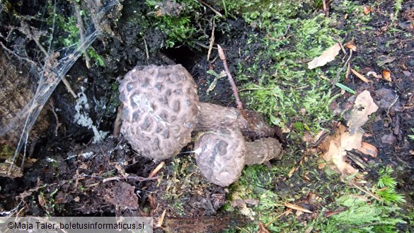 Strobilomyces strobilaceus