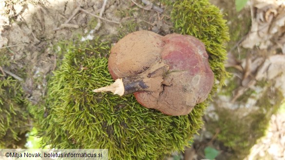 Ganoderma lucidum