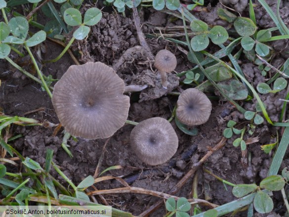 Arrhenia obscurata