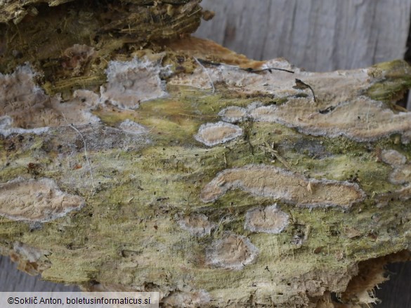 Clavulicium macounii