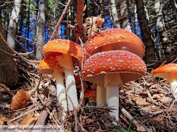 Amanita muscaria