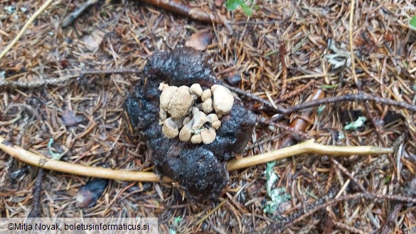 Asterophora lycoperdoides